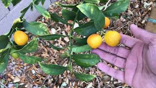 Growing Kumquats Meiwa Fukushu and Nagami in Arizona Desert [upl. by Odnaloy]