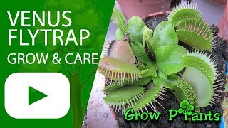 Venus flytrap  grow amp care [upl. by Ateuqirne402]