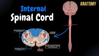 Internal Spinal Cord Gray Matter White Matter Funiculus  Anatomy [upl. by Elianora521]