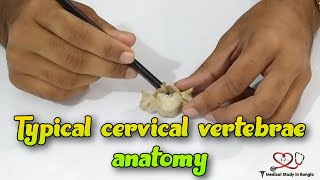 Typical cervical vertebrae anatomy  Cervical vertebrae demonstration [upl. by Ahsinut]