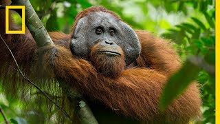 A Rare Look at the Secret Life of Orangutans  Short Film Showcase [upl. by Yniatirb]