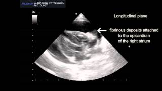 FIP with fibrinous pericarditis  FIP met fibrineuze pericarditis [upl. by Airot]