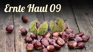 Herbst  Ernte Haul im September  SELBSTVERSORGUNG [upl. by Nottnerb]