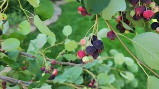 Serviceberry Harvest and Preservation [upl. by Zeena]