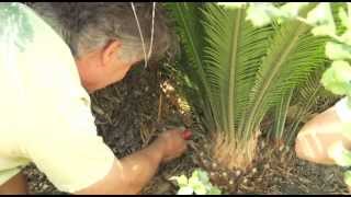 Transplanting a Cycad Palm  Prune Like a Pro [upl. by Leiso]