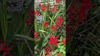 Crocosmia [upl. by Justinn]