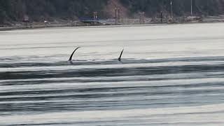 ORCAS My best encounter ever 3 different pods coming together to cross Dodds Narrows Nanaimo [upl. by Alyson613]