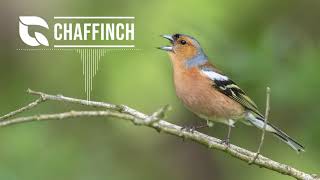 Chaffinch Song [upl. by Adnovaj]