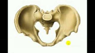 OSTEOLOGIA DE MIEMBRO INFERIOR 3 Diagnostico X [upl. by Intisar438]