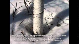 Birch Aspen and Poplar in Alaskas National Parks [upl. by Aicerg]