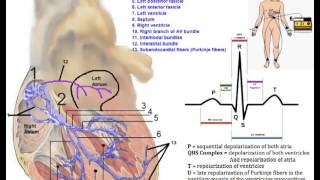 Cardiovascular System Conduction System of the Heart [upl. by Frey]