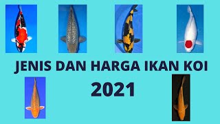 Ikan Koi Jenis Chagoi Tembaga Ukuran 30 CM Dijual Murah  Mbok Singgah [upl. by Sigismund]