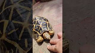 Making friends with the Female Star Tortoise youtubevideo tortoise friendly home [upl. by Naed]