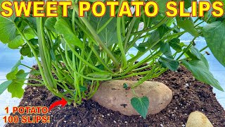 Ep1 Grow Sweet Potato In Aquarium [upl. by Walker]