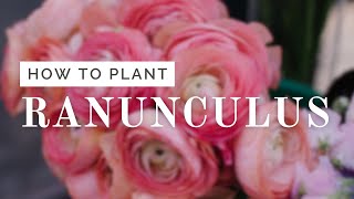 Ranunculus Planting Tutorial [upl. by Siramaj]