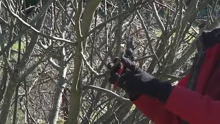 Fig Tree Pruning with OSU Master Gardeners [upl. by Dnilazor]