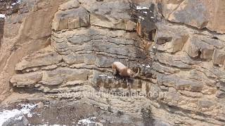 Himalayan Ibex jumps up and down steep and mighty cliffycrags in Spiti [upl. by Yrojram327]