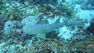 Nurse Shark [upl. by Steddman]