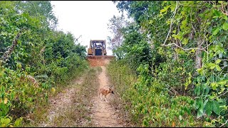 Good Job Stunning Actions of D6R XL Bulldozer Operators Widening Plantation Roads [upl. by Mharba]