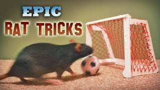 Epic Rat Tricks [upl. by Ivers]