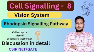 Rhodopsin Signalling Transduction Pathway  Rhodopsin GPCR Pathway  Rhodopsin Signalling Pathway [upl. by Eesdnyl880]