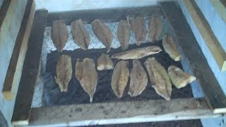 Smoking mackerel and capelin in my new homemade smoker [upl. by Carny]