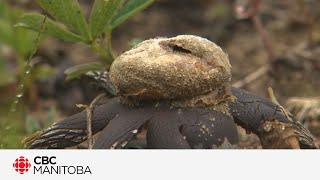 Manitoba Métis foragers learn how to find the edible fungus among us [upl. by Ettennyl776]