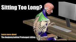 Pain from Sitting Too Long The Anatomy behind Prolonged sitting [upl. by Alletsyrc846]