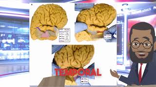 Temporal Lobe Anatomy in 5 Minutes [upl. by Denny]