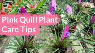 Pink Quill Plant Care Tips The Tillandsia with The Big Bloom  Joy Us Garden [upl. by Sharai478]