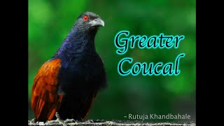 City Birds  Call of Greater Coucal [upl. by Dimo]