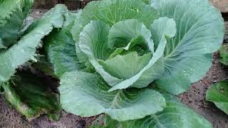 Cabbage Brassica oleracea [upl. by Leuqer]