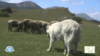 MaremmaAbruzzi Sheepdog Italian Pride ENG TRAILER HD 720p [upl. by Enirac236]