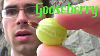 Gooseberry  Weird Fruit Explorer in Montreal  Ep 33 [upl. by Dardani]