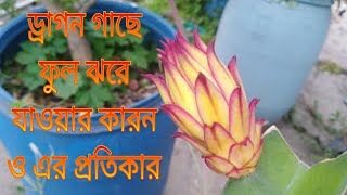 ড্রাগন ফল গাছে ফুল পচে যাওয়ার কারন ও এর প্রতিকার [upl. by Pliner]