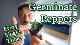 How To Germinate Pepper Seeds Easily amp Efficiently [upl. by Yrrab785]