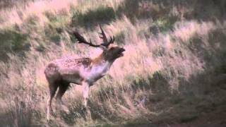 Fallow Deer Rut 2015 [upl. by Ylaek]