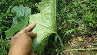 differences between Dorsiventral leavesIsobilateral leaves leaf morphology neet botany vipin [upl. by Mannie]