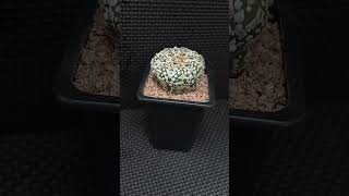 Astrophytum asterias cv Súper quotKabuto tipo V [upl. by Adiol996]