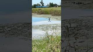 A Cormorant skimming across a SLouisiana pond in slow motion cormorant birds wildlife shorts [upl. by Ogawa]