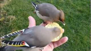 Waxwing Waxwings in my Hand [upl. by Strickland]