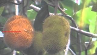 Artocarpus Hirsutus  Wild Jack  Jungle Jack fruits on tree [upl. by Annibo]