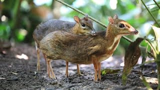 The Mousedeer is also known as the Chevrotain [upl. by Netsrijk]