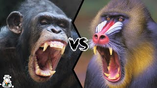 CHIMPANZEE VS MANDRILL  Which is the strongest [upl. by Efioa]