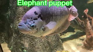 Elephant Puppet meets the giant gourami [upl. by Niamjneb120]