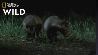 Meet the Raccoon Dogs of South Korea  Wild Korea [upl. by Clemente403]