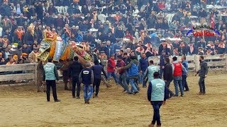 37 Selçuk Efes Deve Güreşleri Festivalinden görüntüler [upl. by Gerdi922]