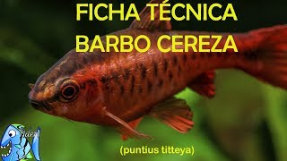 Ficha Técnica Barbo Cereza Puntuis Titteya [upl. by Rehpinej]