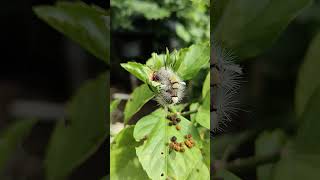 😱WhiteMarked Tussock Mouth Caterpillar slipping after his Lunch [upl. by Moll]