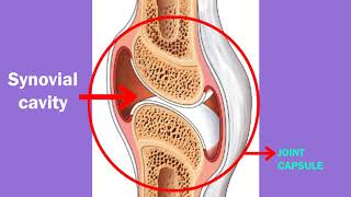 Structure of Synovial joint  The Marvels of Freely Moving Connections [upl. by Curzon]